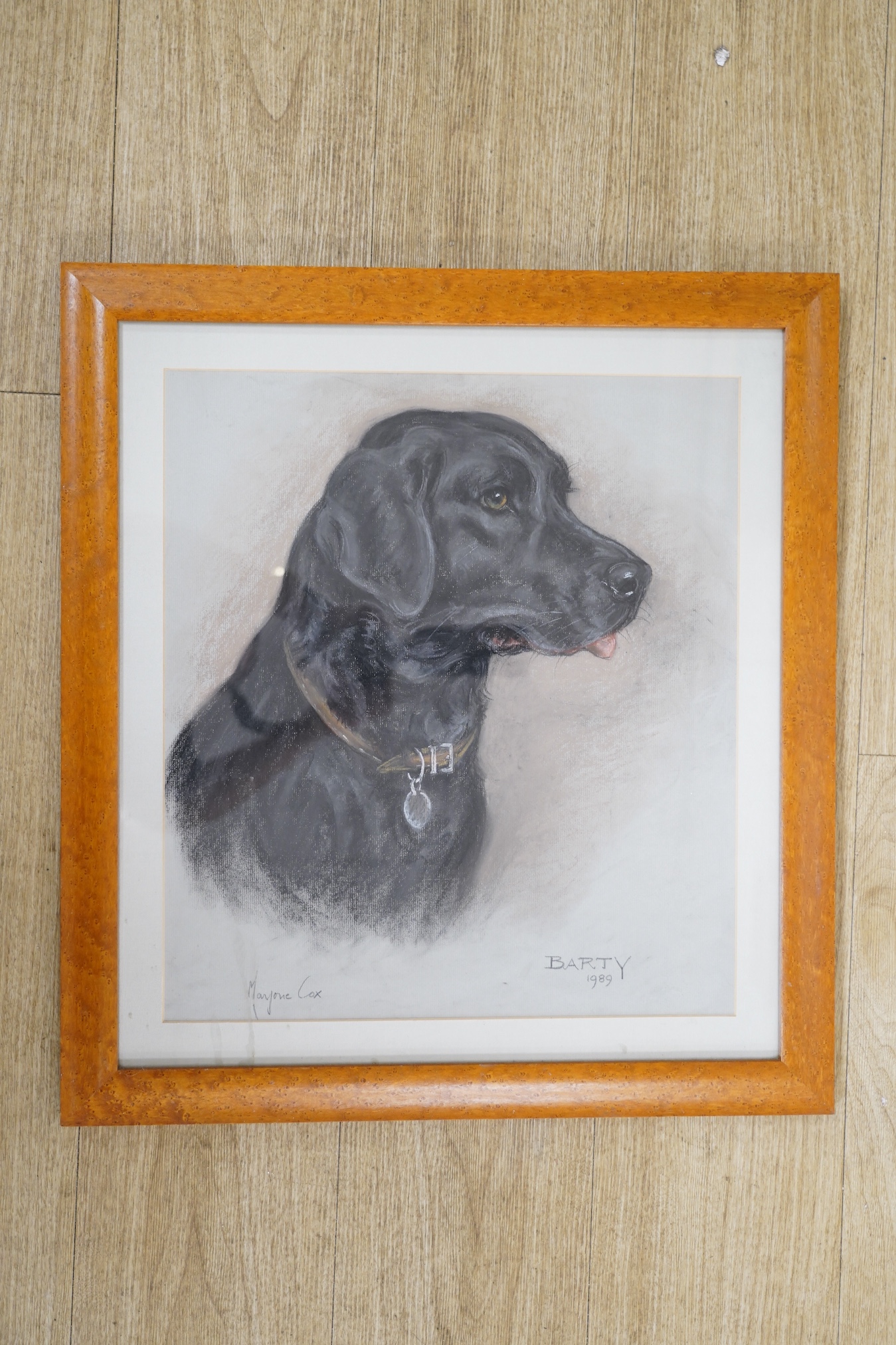 Marjorie Cox (1915-2003), pastel, Study of a Black Labrador, 'Barty', signed and dated 1989, 45 x 39cm. Condition - fair, a little dirty